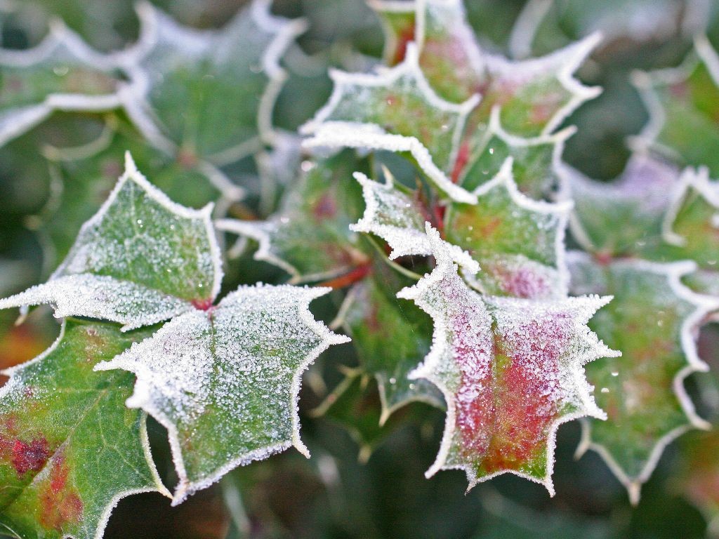 Family Wreath-Making