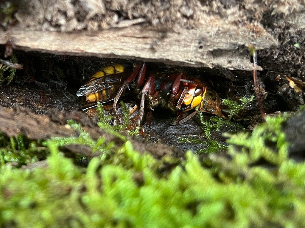 Butterflies Spring Term 1 (Ages 3-8), 4 Weeks From 12 January 2026, 11am-1pm