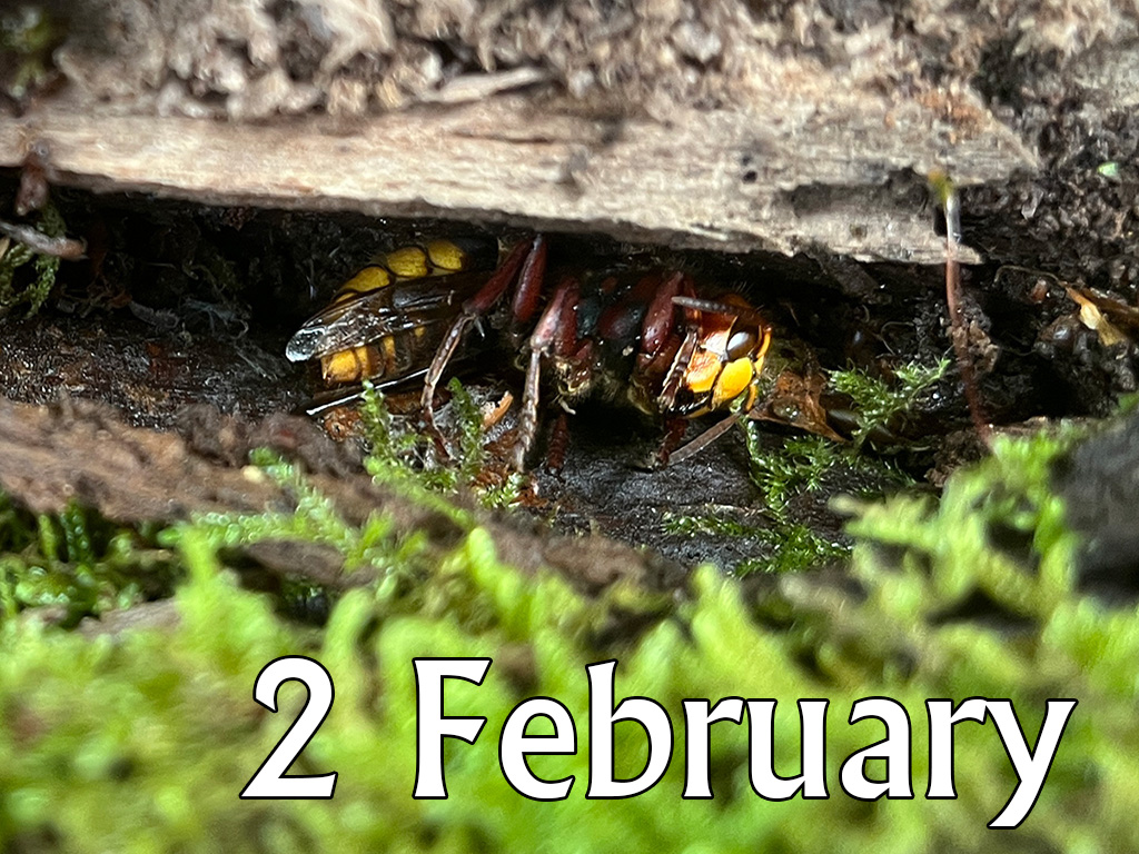 Butterflies (Ages 3-8), 2 February 2026, 11am-1pm